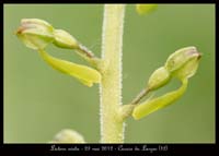 Listera-ovata2
