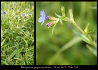 Lithospermum-purpureocaerulescens