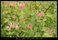 Lonicera-implexa