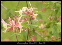 Lonicera-implexa2
