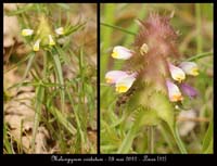 Melampyrum-cristatum