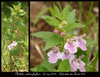 Melittis-melissophyllum