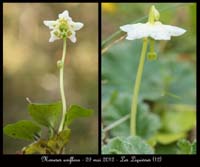 Moneses-uniflora