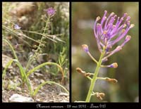 Muscari-comosum