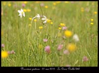 Narcissus-poeticus