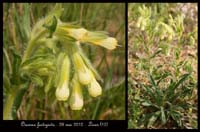 Onosma-fastigiata