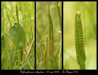 Ophioglossum-vulgatum