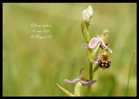 Ophrys-apifera