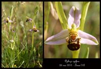 Ophrys-apifera2