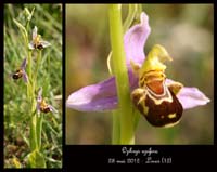 Ophrys-apifera3