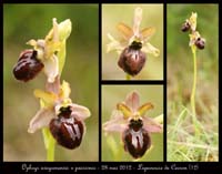 Ophrys-aveyronensis-x-passionis