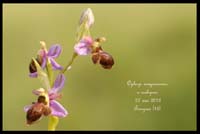Ophrys-aveyronensis-x-scolopax