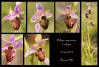 Ophrys-aveyronensis-x-scolopax2