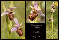 Ophrys-aveyronensis-x-scolopax3