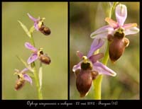 Ophrys-aveyronensis-x-scolopax4