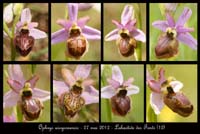 Ophrys-aveyronensis
