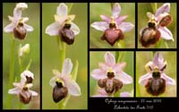 Ophrys-aveyronensis2