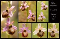 Ophrys-aveyronensis3