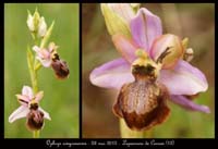 Ophrys-aveyronensis4