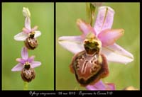 Ophrys-aveyronensis6