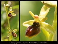 Ophrys-aymoninii-x-litigiosa