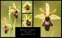 Ophrys-aymoninii-x-passionis