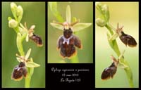 Ophrys-aymoninii-x-passionis2