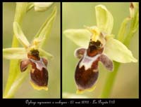 Ophrys-aymoninii-x-scolopax