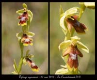 Ophrys-aymoninii