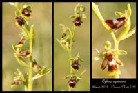 Ophrys-aymoninii2