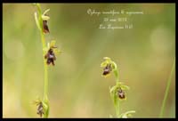 Ophrys-insectifera-&-aymoninii