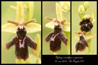 Ophrys-insectifera-x-passionis