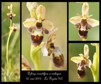 Ophrys-insectifera-x-scolopax
