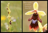 Ophrys-insectifera