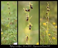 Ophrys-insectifera2