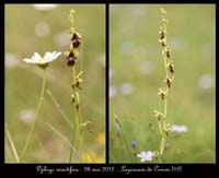 Ophrys-insectifera3