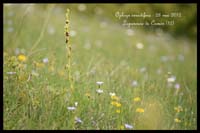 Ophrys-insectifera4