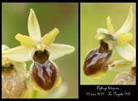 Ophrys-litigiosa