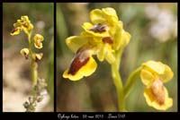 Ophrys-lutea