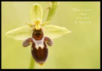 Ophrys-passionis-x-scolopax