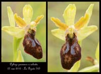 Ophrys-passionis-x-sulcata