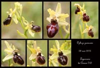 Ophrys-passionis