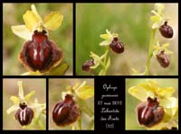 Ophrys-passionis3