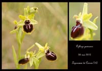 Ophrys-passionis4
