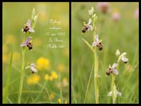 Ophrys-scolopax