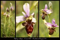 Ophrys-scolopax2