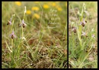 Ophrys-scolopax3