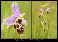 Ophrys-scolopax4