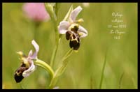 Ophrys-scolopax5