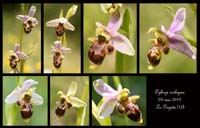 Ophrys-scolopax6